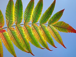 葉,自然,植物區(qū)系