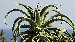 仙人掌,植物,綠色