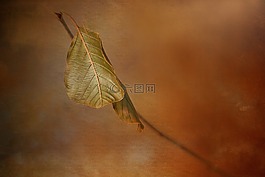 葉,自然,秋天