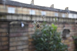 蜘蛛看,web,花園蜘蛛
