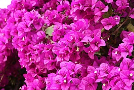 九重葛,鮮花,粉紅色