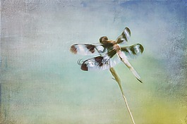 畫,龍飛翔,自然