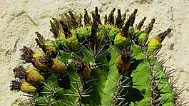 仙人掌,植物,鮮花