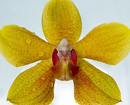 開花,花,廠