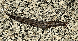 tigerschnecke,蜗牛,软体动物