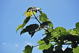 葉子,樹,夏天