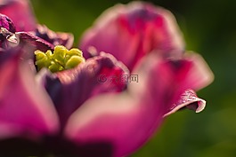 花,日出,性質(zhì)