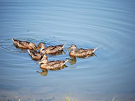 鴨,湖,鳥