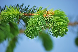 松,針葉樹(shù),針