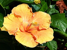 黃色,花,槿