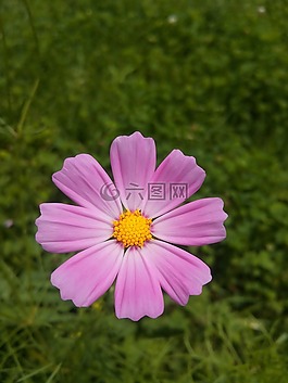 大自然,夏天,鮮花