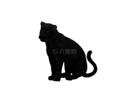 豹,黑色的大猫,坐