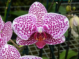 蘭花,花,夏天