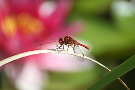 性質(zhì),昆蟲,蜻蜓
