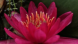 睡蓮,獨(dú)獨(dú)黃,水生植物