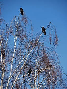 鳥,天空,性質(zhì)