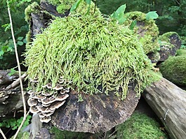 泡沫,樹,青苔