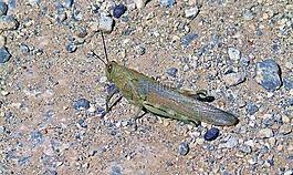 蝗虫,昆虫,害虫
