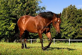 馬,quarterhorse,棕色