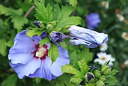 花,開花,紫