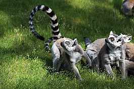 環(huán)尾狐猴,狐猴,靈長目動物