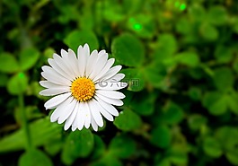 花卉,春,性質(zhì)