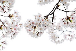 櫻桃花,花角,貼上