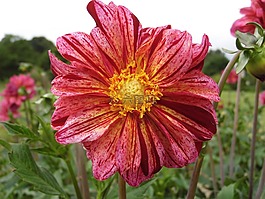 花,大麗花,粉色