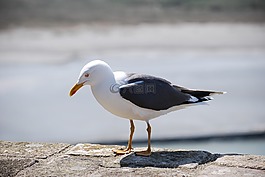 海鷗,動物,性質(zhì)