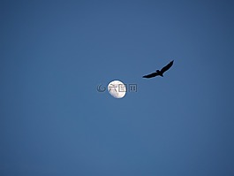 月亮,鳥,景觀