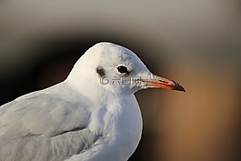 海鷗,海,鳥