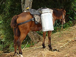 屋頂機架,馬,日常生活