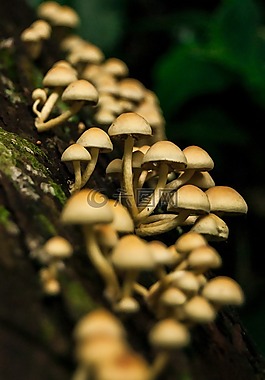 蘑菇,natura,性質(zhì)