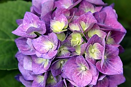 花,八仙花,開花