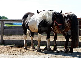 馬,小馬,一起