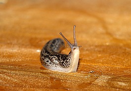 tigerschnecke,蜗牛,软体动物