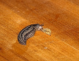 tigerschnecke,蜗牛,软体动物