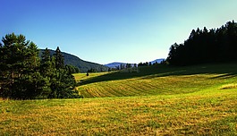 草地,夏天,景觀