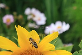 蜜蜂,太陽花,關(guān)閉