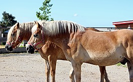 馬,haflinger,一起