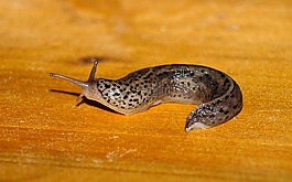 tigerschnecke,蜗牛,软体动物