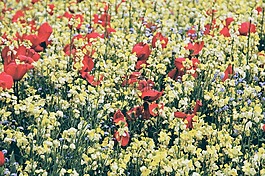 倫敦,草地,英格蘭