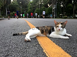 猫,泰国,动物