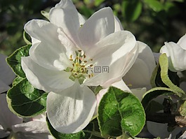 蘋果花,開花,白