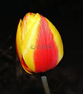 郁金香,開(kāi)花,花
