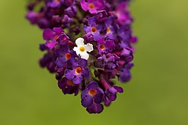 紫丁香,開花,紫