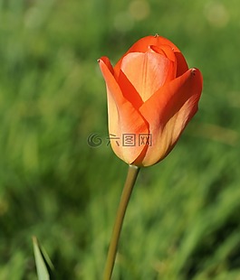 郁金香,開花,花