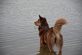 狗,水,海灘