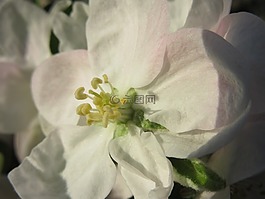 蘋果花,開花,白