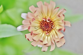 粉紅色,黃色,花